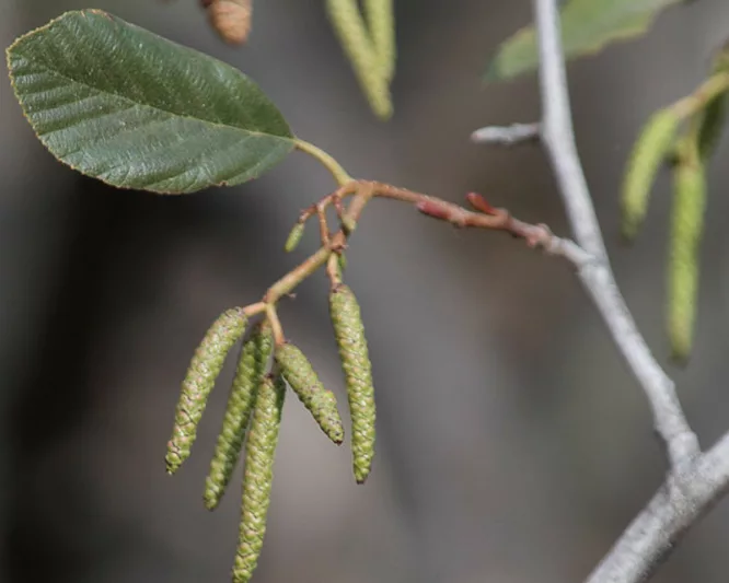 Alnus rhombifolia, White Alder, Deciduous Trees, Fall color, Native California Trees, Native Oregon Trees