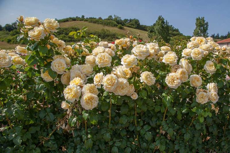 Rosa Moonlight Romantica, Rose Moonlight Romantica®, Rosa 'Meikaquinz', Hybrid Tea Roses, Shrub Roses,  Yellow roses, Yellow Hybrid Tea Roses,  Landscape Roses