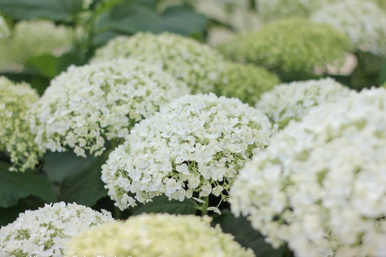 Hydrangea Arborescens Incrediball, Incrediball Smooth Hydrangea, Incrediball Wild Hydrangea, Smooth Hydrangea 'Incrediball', Wild Hydrangea 'Incrediball', Hydrangea arborescens 'Abetwo', Hydrangea  arborescens Strong Annabelle, White hydrangea