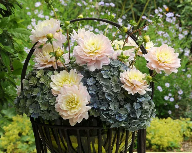 Dahlia Diana's Memory, Diana's Memory Dahlia, Decorative Dahlias, Dahlia for borders, Dahlia for containers, Dahlia for cutting, white Dahlias, cream Dahlias, Dahlia with dark foliage, dark-leaved dahlias, Dahlia Tubers, Dahlia Bulbs