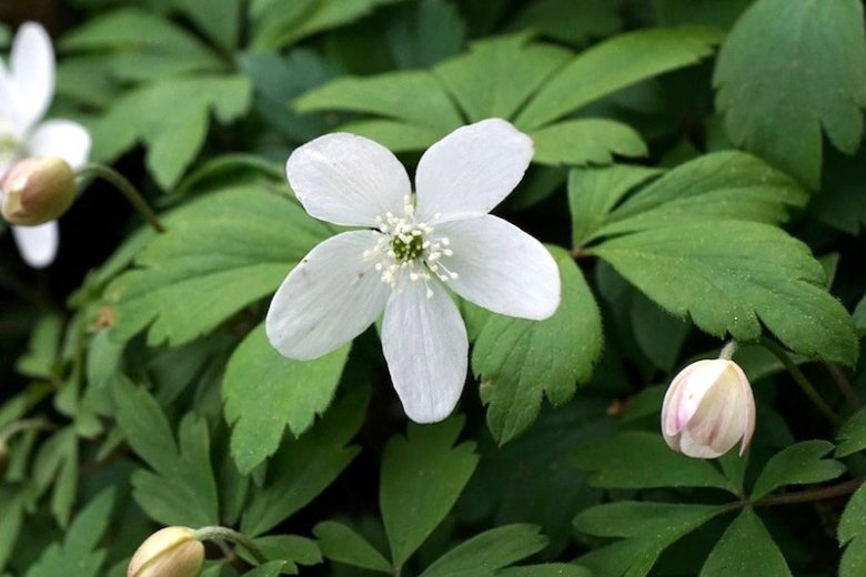 Anemone quinquefolia, Wood Anemone, Lady's Nightcap, Moonflower, Nightcaps, Old Woman's Nest, Wind-Flower, Wood Crowfoot, Wood Windflower