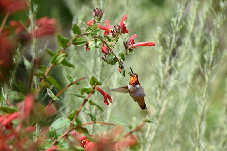 Justicia californica, Beloperone, Hummingbird Bush, Chuparosa, Beloperone californica, Flowering Shrub, Red Flowers, Drought Tolerant Shrubs