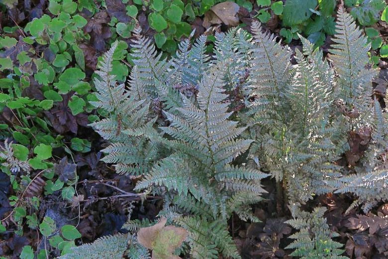Dryopteris intermedia, Intermediate Woodfern, Shade plants, shade perennial, plants for shade, California Native Plants
