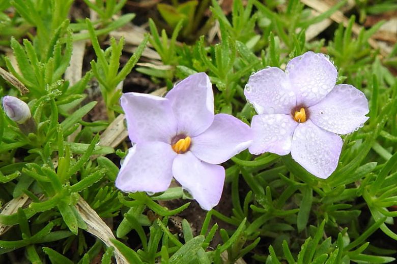 Phlox diffusa, Mat Phlox, Spreading Phlox, Lavender Phlox, Lavender flowers, Groundcover, Perennial groundcover, White Phlox, White flowers