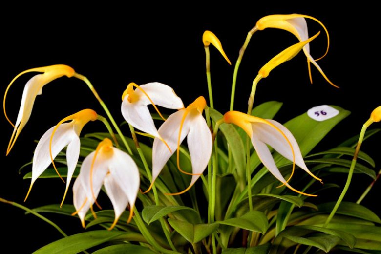 Masdevallia Orchid, Orchid