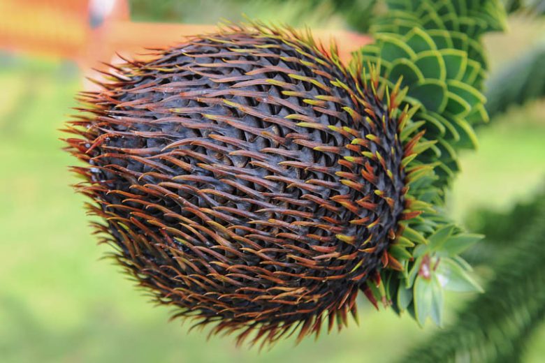 Araucaria araucana, Monkey Puzzle, Money Puzzle Tree, Chile Pine, Evergreen Conifer, Evergreen Shrub, Evergreen Tree,