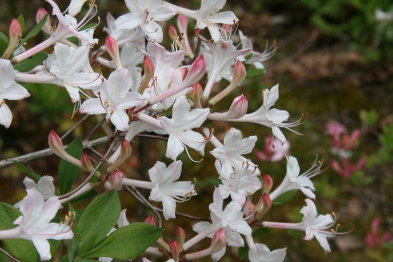 Rhododendron Atlanticum, Coastal Azalea, Dwarf Azalea, Midseason Azalea, Fragrant Azalea, Fragrant Rhododendron, White Azalea, White Rhododendron, White Flowering Shrub