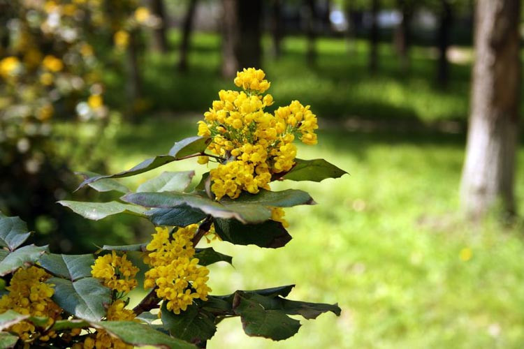 Mahonia Repens, Creeping Mahonia, Creeping Hollygrape, Creeping Oregon Grape, Creeping Barberry, Prostrate Barberry, Blue berries, Yellow Flowers, evergreen shrub,  Mahonia Aquifolium,Mahonia