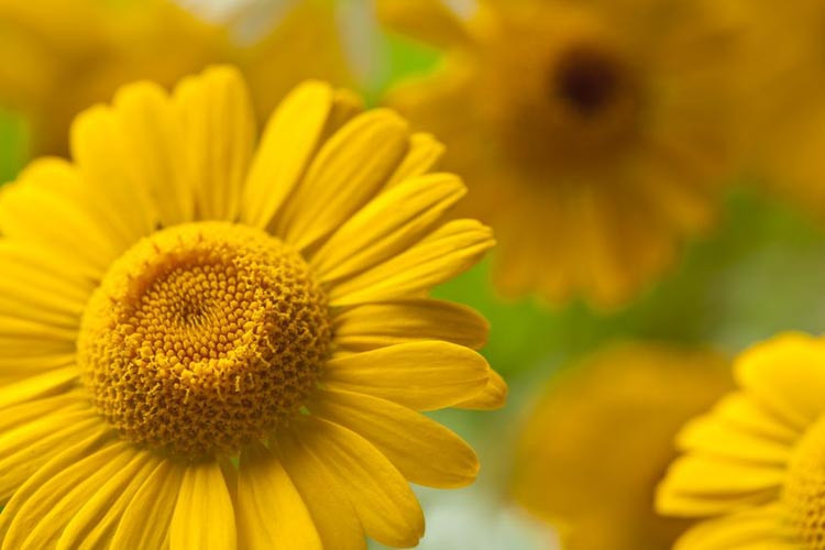Golden Marguerite , Golden Chamomile , Oxeye Chamomile , Dyer's Chamomile, Drought tolerant perennials, Yellow perennial flowers, Anthemis sauce Hollandaise, Anthemis E.C. Buxton, Anthemis Ke