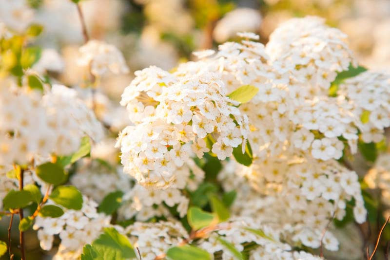 Spiraea, Spirea, Japanese Spirea, Spiraea betulifolia, Birchleaf Spirea, Thunberg Spirea, Breath of Spring Spirea, Baby’s Breath Spirea, Spiraea thunbergii, Flowering shrub, Easy care shrub