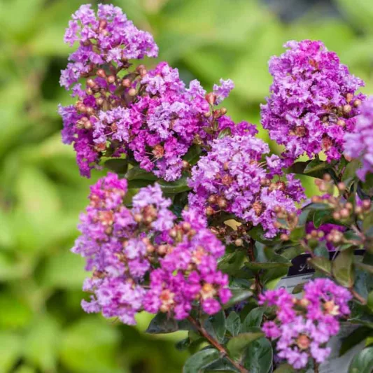 Lagerstroemia 'Purple Magic', Crape Myrtle 'Purple Magic', Crapemyrtle 'Purple Magic', Shrub, Purple Flowers, Purple Crape Myrtle