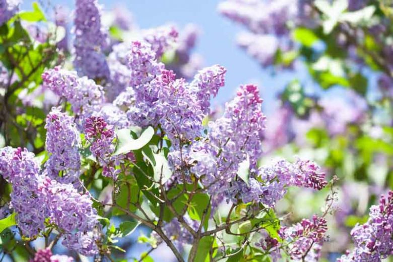Lilac, Purple Lilac, Lavender Lilac, Syringa vulgaris
