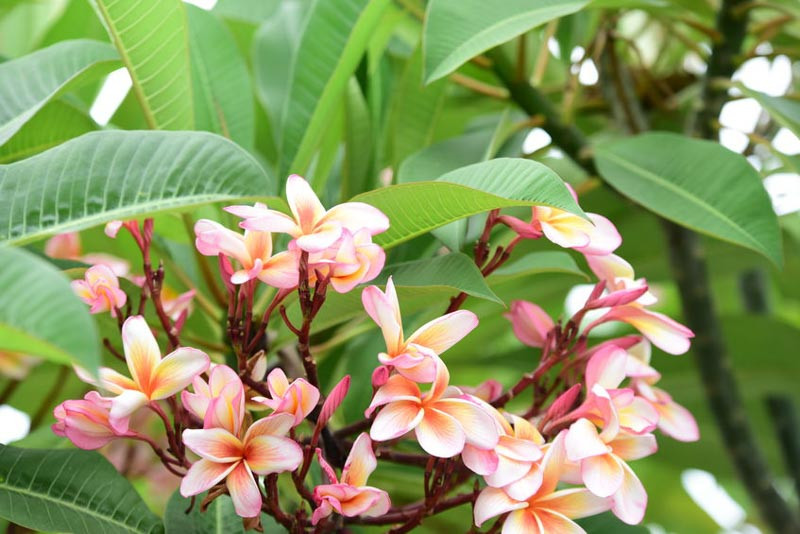 Plants For Hardiness 13, Flowers For Hardiness 13, Perennials For Hardiness 13, Annuals For Hardiness 13, Shrubs For Hardiness 13, Bulbs For Hardiness 13, Border ideas For Hardiness 13