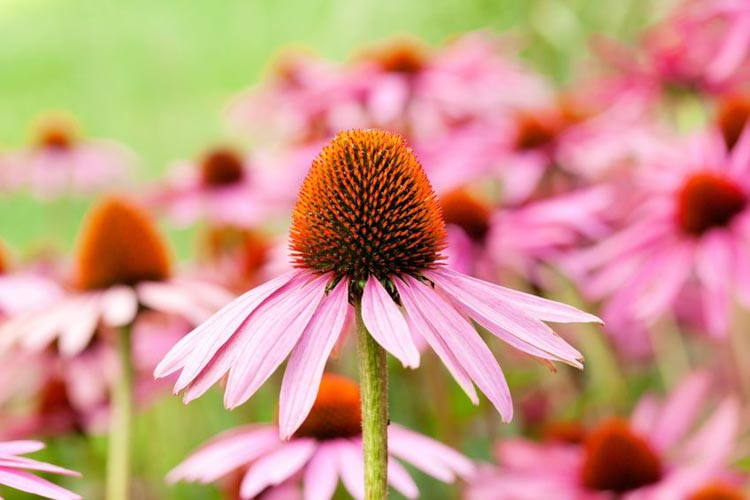Coneflower, Coneflowers, Echinacea purpurea, Cone Flower, Cone Flowers, Echinacea angustifolia, Echinacea pallida, Echinacea paradoxa, Echinacea tennesseensis