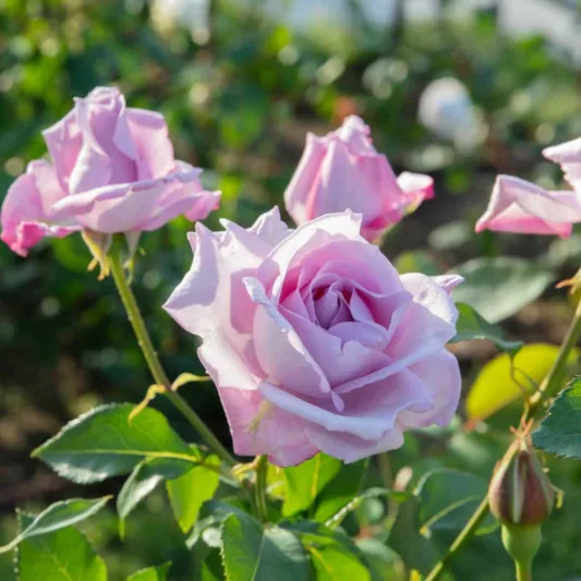 Rosa 'Blue Moon', Rose 'Blue Moon', Rosa 'Blue Monday', Rosa 'Mainzer Fastnacht', Rosa 'Mainzer Rad', Rosa 'Navo-Rose', Rosa 'Sissi', Rosa 'Sissy', Rosa 'TANnacht', Rosa 'TANsi', Hybrid Tea Roses, Shrub Roses, Lavender Rose