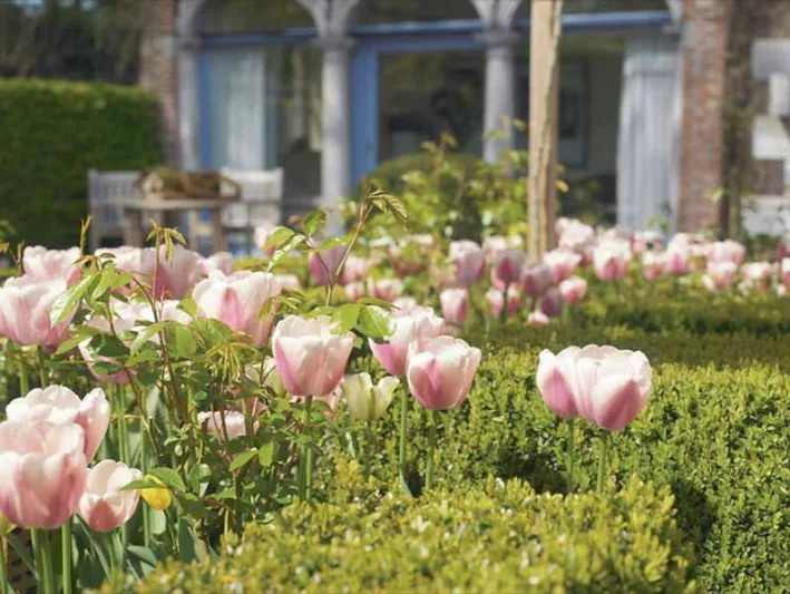 Tulipa Ollioules, Tulip 'Ollioules', Darwin Hybrid Tulip 'Ollioules', Darwin Hybrid Tulips, Spring Bulbs, Spring Flowers, Tulipe Ollioules,Darwin Tulip, pink Tulip, Tulipe Darwin