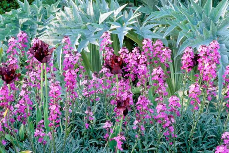 Wallflowers, Erysimum, Cheiranthus, spring flowers, fall flowers, spring garden ideas Erysimum Bowles Mauve, cheiranthus linifolium, Erysimum Linifolium