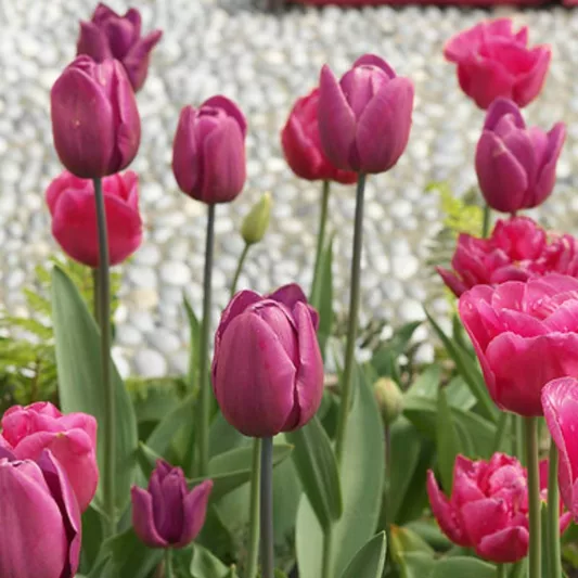 Tulipa Christmas Marvel,Tulip 'Christmas Marvel', Single Early Tulip 'Christmas Marvel', Single Early Tulips, Spring Bulbs, Spring Flowers, Tulipe Christmas Marvel, Pink Tulips, Tulipes Simples Hatives