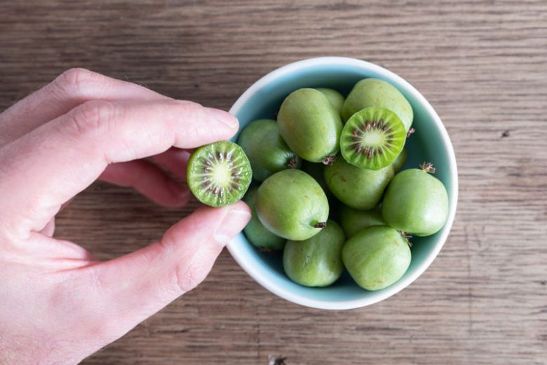 Actinidia arguta 'Issai', Hardy Kiwi Vine 'Issai', Bower Actinidia 'Issai', Hardy Kiwi 'Issai', Tara Vine 'Issai', Yang Tao 'Issai', Kiwifruit, Kiwi Fruits, Vines, Climbers, Kiwi VinePrized for its flamboyant foliage, Actinidia kolomikta (Variegated Kiwi Vine) is a large vigorous deciduous climber producing a striking foliage mass of heart-shaped leaves, 3-5 in. long (7-12 cm), some in solid green, others white-splashed green and others heavily variegated with pink to red. Pleasantly scented flowers are borne during early summer. They are not particularly showy since they are often hidden by the spectacular foliage. Variegated Kiwi Vine is dioecious, with separate male and female plants. Edible oval fruits appear on female plants in early fall. If grown for fruit production, plant one male for every 3-4 females. Fast-growing, the splendid foliage of this climber will clothe sunny walls, arbors or trellises and create a terrific long-lasting feature.