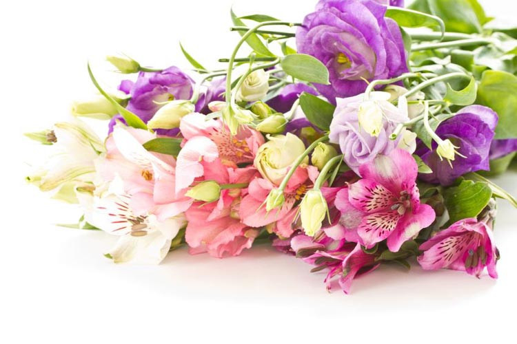 Alstroemeria information, Peruvian Lily, Lily of the Inca, Parrot Lily, garden perennial