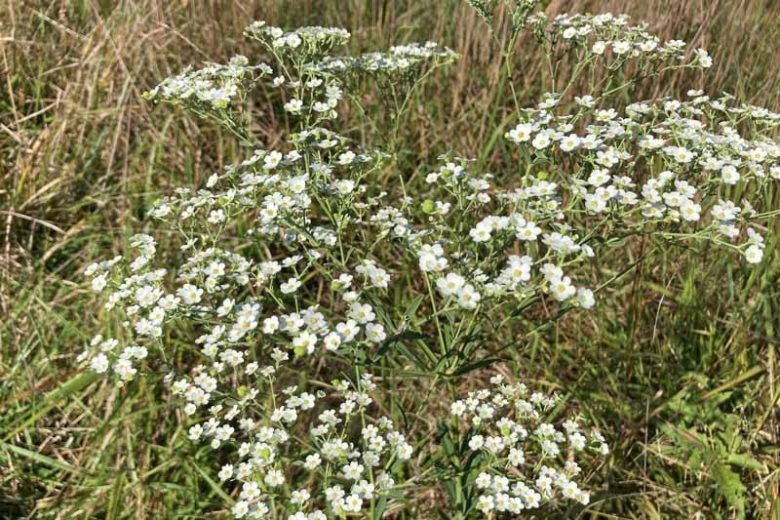 Euphorbia corollata, Flowering Spurge, White Spurge, Garden Spurge, Purging Root, Snake Milk, Tramp's Spurge, White Purslane, Wild Hippo, Wild Spurge