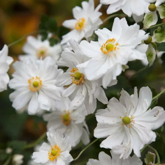 Anemone x Hybrida 'Whirlwind', Japanese Anemone Whirlwind', Windflower 'Whirlwind', Late summer perennial, white flowers