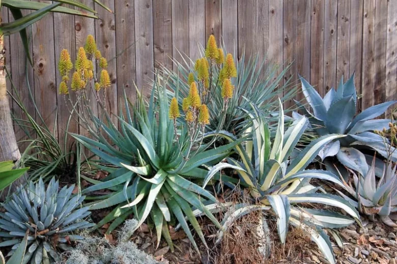 Aloe Moonglow™, Moonglow Aloe, Aloe 'LEO 3151A', Yellow flowers, Succulents, Aloes, Drought tolerant plants