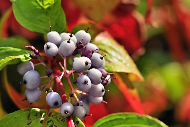 Cornus Alba, Tatarian Dogwood 'Sibirica', Red-Barked Dogwood 'Sibirica', White Dogwood 'Sibirica', Siberian Dogwood 'Sibirica', Deciduous Shrubs, Foliage, Fall color, Winter color, shrub with berries