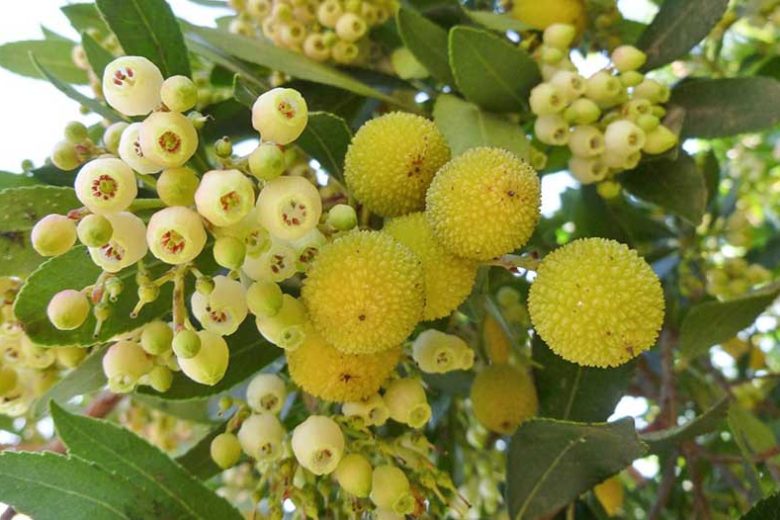 Arbutus unedo,Strawberry Tree, Cane Apple, Dalmatian Strawberry, Killarney Strawberry Tree, Evergreen Shrubs, White flowers, Pink flowers, Red Fruits, Yellow Fruits, drought tolerant flowers, Flowering Tree