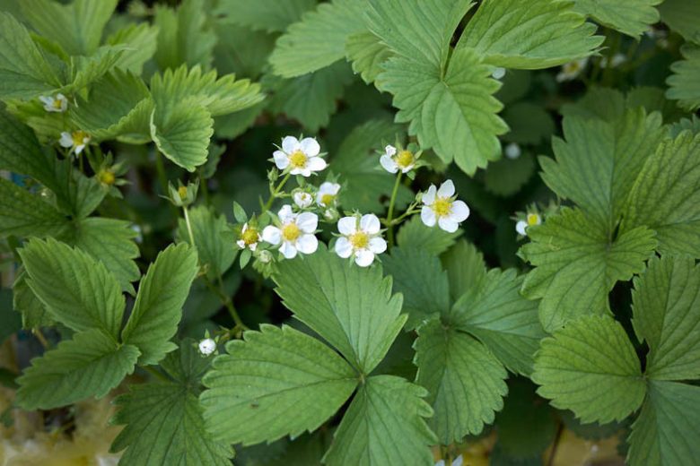 Fragaria x ananassa 'Tristar', Everbearing Strawberry 'Tristar', Strawberry 'Tristar', evergreen shrub, Strawberries, Red Fruit, White flowers
