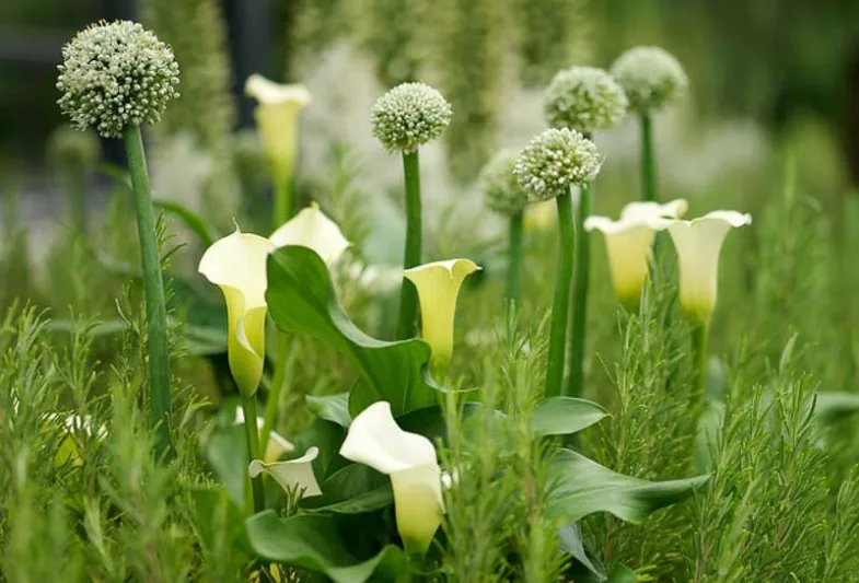 Zantedeschia 'Crystal Blush', Calla Lily 'Crystal Blush', Arum Lily 'Crystal Blush', Calla Lilies, Arum Lilies, Zantedeschia care, white calla lilies, cream calla lilies, pink calla lilies