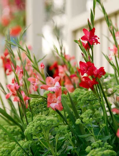 Sword Lily 'Charming Beauty', Gladiola 'Charming Beauty', Gladiolus nanus Charming Beauty, dwarf gladiolus Charming Beauty, dwarf glad, glaieul Charming Beauty