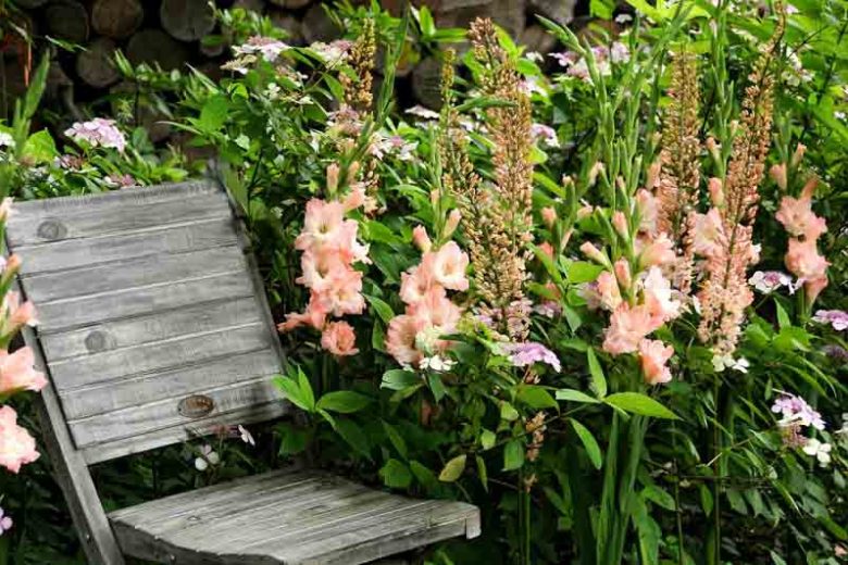 Sword Lily 'Rose Supreme', Gladiolus 'Rose Supreme', Gladiola 'Rose Supreme', Gladiolus x Hortulanus 'Rose Supreme', Pink Sword Lilies,Gladioli 'Rose Supreme'