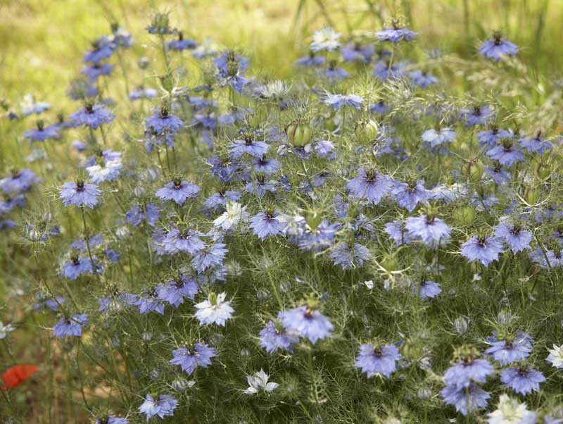 Nigella, Love-in-a-Mist, Bird's Nest, Blue Crown, Blue Spiderflower, Chase-The-Devil, Devil in a Bush, Devil in the Bush, Garden Fennel, Jack in Prison, Jack in the Green, Katherine's Flower,