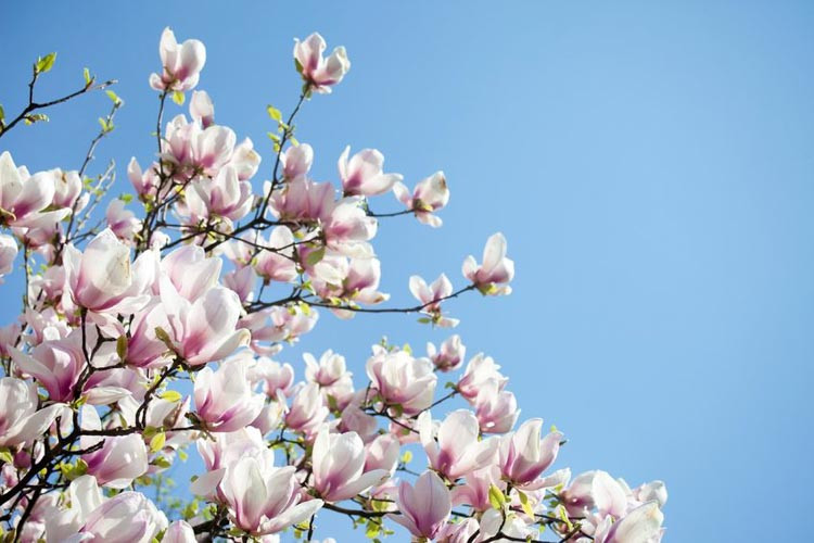 Star Magnolia , White magnolia, Winter flowers, Spring flowers, White flowers, fragrant trees, fragrant flowers, Southern Magnolia, Magnolia grandiflora, Magniola stellata, Saucer Magnolia, T