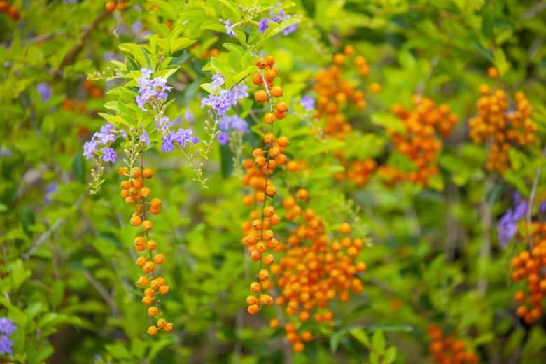 Duranta erecta, Golden Dewdrop, Pigeon Berry, Sky Flower, Purple Flowers, Drought tolerant flowers,