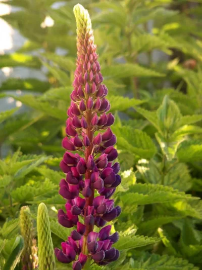 Lupinus 'Masterpiece', Lupine 'Masterpiece', Lupin 'Masterpiece', Band of Noble Series, Russel Hybrids, Bicolor flowers, Purple Flowers, Mauve Flowers