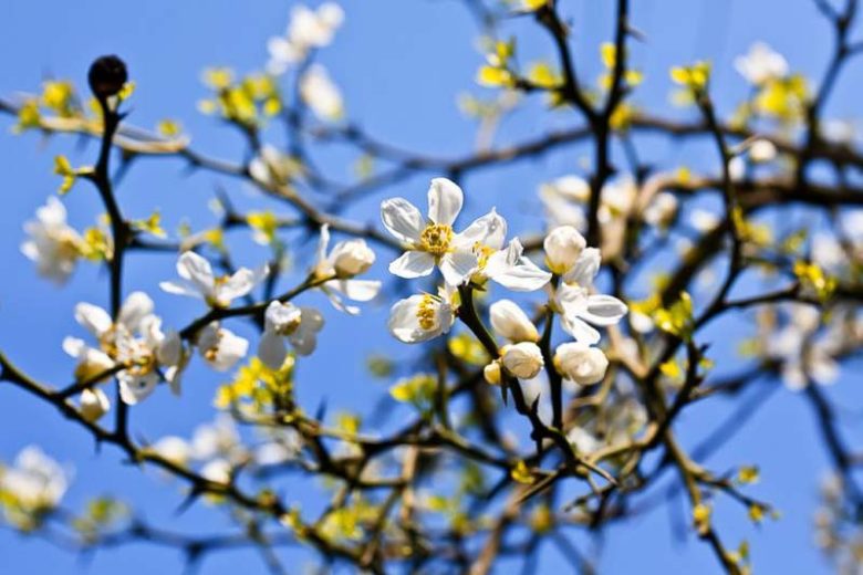 Poncirus Trifoliata, Hardy Orange, Japanese Bitter Orange, Japanese Hardy Orange, Aegle sepiaria, Citrus trifoliata, Trifoliate Orange, Flowering Shrub, Fruit Shrub