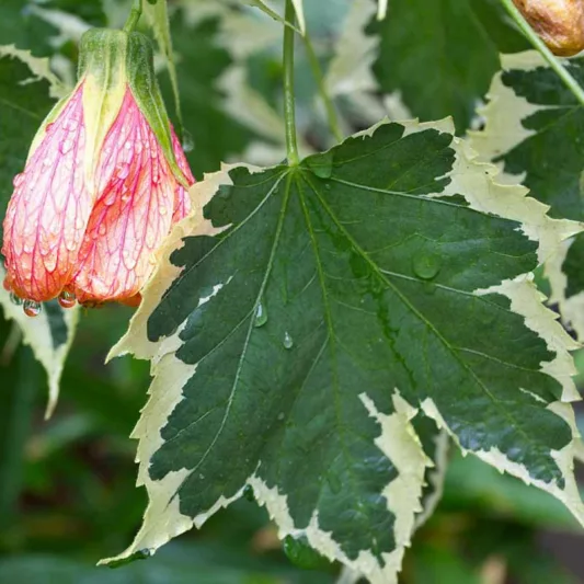 Abutilon 'Souvenir de Bonn', Flowering Maple 'Souvenir de Bonn', Orange Chinese lanterns, Orange Flowers, Evergreen shrub