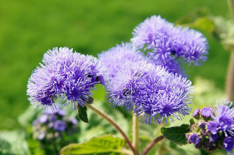 Ageratum, Ageratum houstonianum, Floss Flower, Ageratum Flower, Ageratum conyzoides, Ageratum Blue Horizon