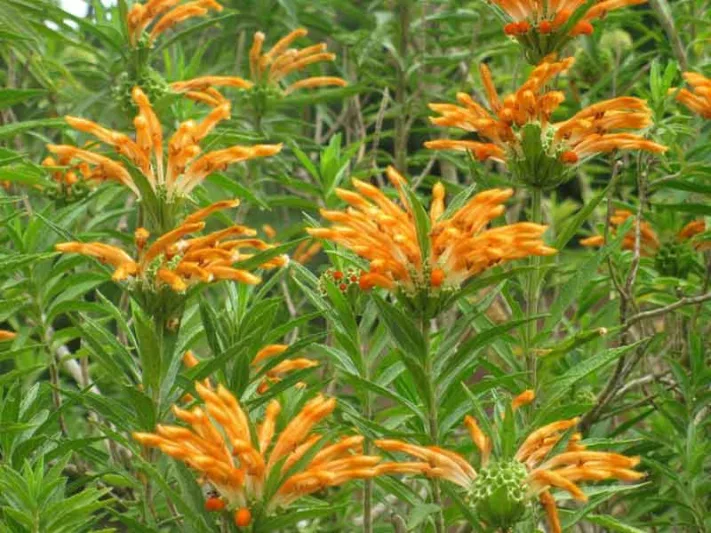 Leonotis leonurus,Lion's Tail, Lion's Ear, Wild Dagga, Phlomis leonurus, Mediterranean shrubs, Evergreen Shrubs, Red flowers, Orange flowers, drought tolerant flowers