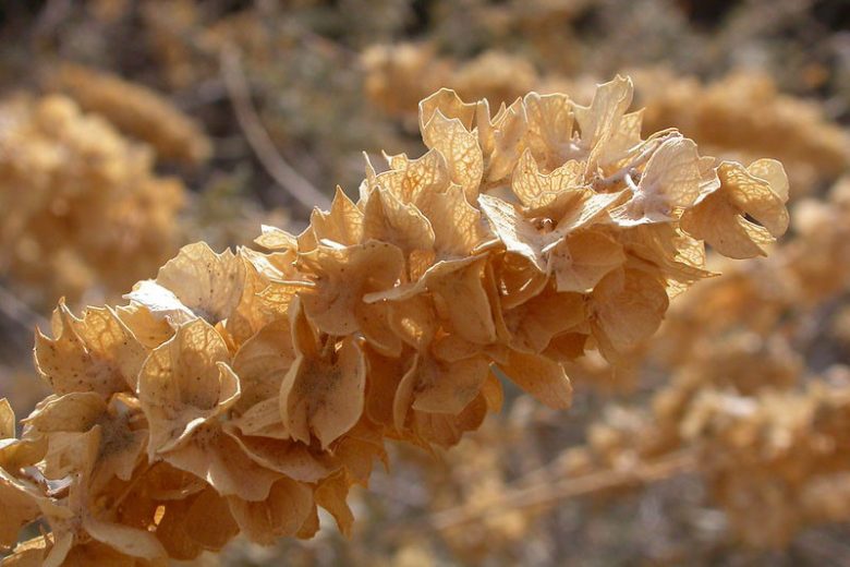 atriplex canescens