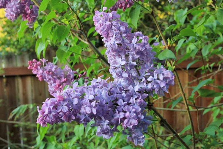 Syringa vulgaris 'Blue Skies',Syringa 'Blue Skies', Lilac 'Blue Skies', French Lilac 'Blue Skies', Syringa vulgaris 'Monore', blue lilac, Fragrant Lilac, blue Flowers, Fragrant Shrub, Fragrant Tree