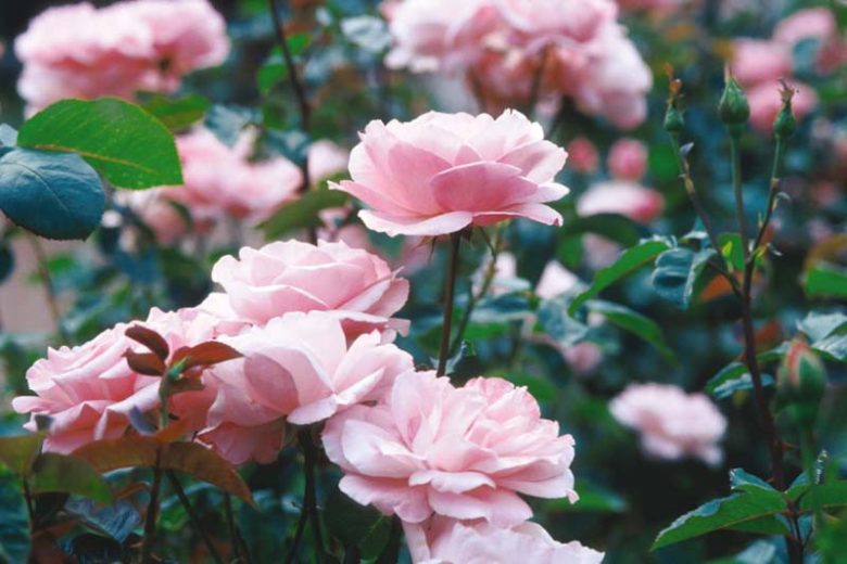Rosa 'Queen Elizabeth', Rose 'Queen Elizabeth', Rosa 'Queen of England', Rosa ' The Queen Elizabeth Rose', Grandiflora Roses, Shrub Roses, Purple roses, Pink flowers, Shrub roses, Rose bush
