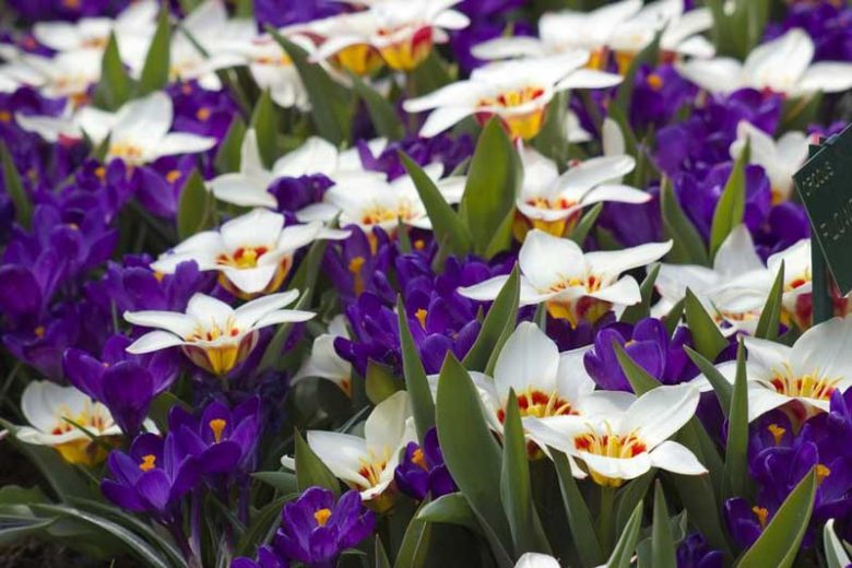 Tulipa Ancilla,Tulipe Ancilla, Tulip 'Ancilla', Kaufmanniana Tulip 'Ancilla', Waterlily Tulip