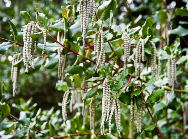 Garrya elliptica 'James Roof', Silk Tassel 'James Roof', Evergreen Shrubs, Foliage, Fall color, Winter color, shrub with catkins