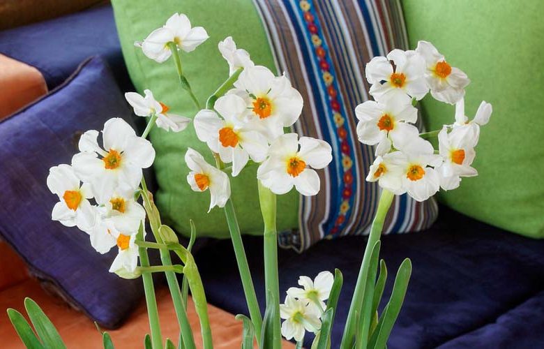 Narcissus Cragford, Daffodil Cragford, Tazetta Daffodil Cragford', Spring Bulbs, Spring Flowers,Tazetta daffodils, Tazetta Narcissus, mid spring bulb, late spring bulb, mid season narcissus, late season narcissus, fragrant daffodil