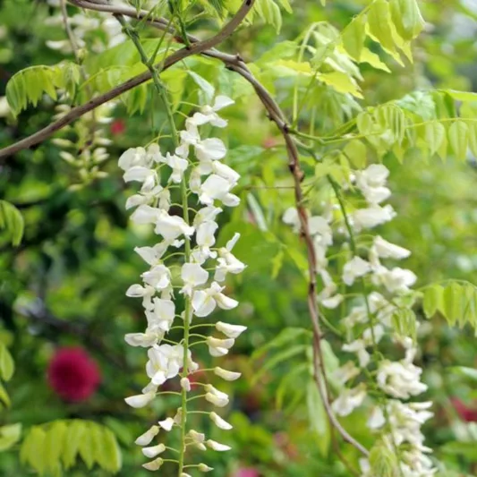 Wisteria Sinensis 'Jako',Chinese Wisteria 'Jako', Wisteria floribunda Reindeer, Wisteria floribunda 'Fragrantissima', Wisteria floribunda 'Jakohn-Fuji', Wisteria 'Jako',Fragrant Vine, White Flowers