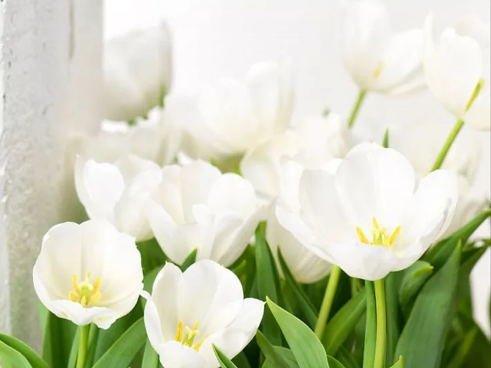 Tulipa  Inzell,Tulip 'Inzell', Triumph Tulip 'Inzell', Triumph Tulips, Spring Bulbs, Spring Flowers, Tulipe  Inzell, White Tulips, Tulipes Triomphe, Mid spring tulips