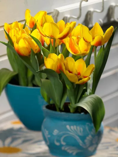 Tulipa 'Flair', Tulip 'Flair', Single Early Tulip Flair', Single Early Tulips, Spring Bulbs, Spring Flowers, Yellow Tulip, Bicolor Tulip